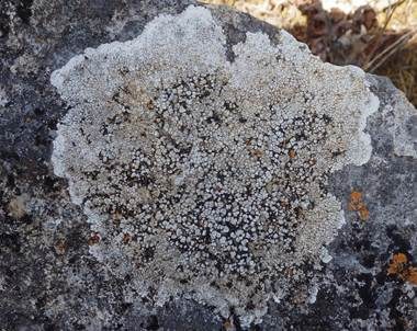 Graue Aspicilia, Foto 2