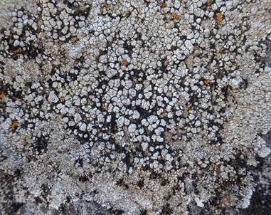 Graue Aspicilia, Foto 3