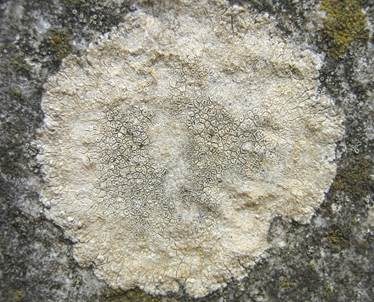Graue Aspicilia, Foto 4
