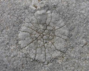 Graue Aspicilia, Foto 5