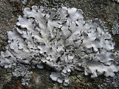 Graue Blattflechte, Foto 2