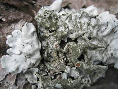 Graue Blattflechte, Foto 3
