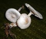 Bereifter Anistrichterling, Foto 2