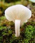Bereifter Anistrichterling, Foto 3