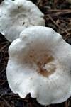 Bereifter Anistrichterling, Foto 8