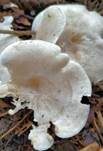 Bereifter Anistrichterling, Foto 9