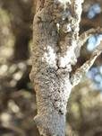 Graue Burgenflechte, Foto 13