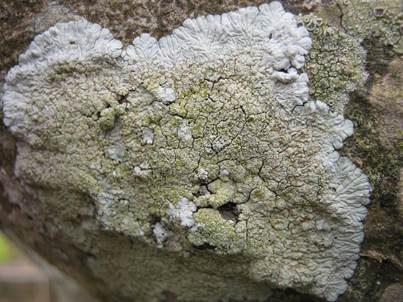 Graue Burgenflechte, Foto 4