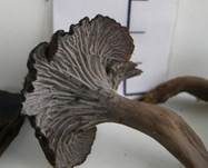 Graue Kraterelle, Foto 12