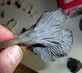 Graue Kraterelle, Foto 6