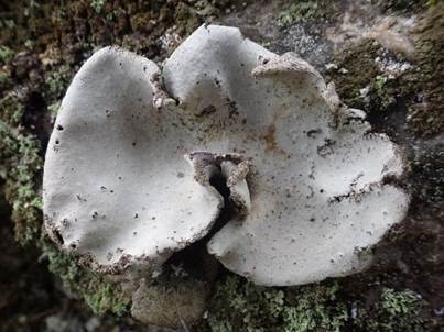 Graue Nabelflechte, Foto 2