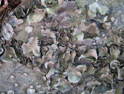 Graue Nabelflechte, Foto 4