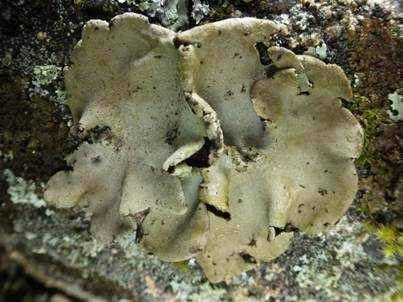 Graue Nabelflechte, Foto 5