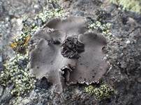 Graue Nabelflechte, Foto 6