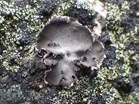 Graue Nabelflechte, Foto 9
