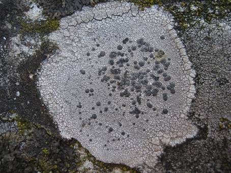 Graue Schwarznapfkrustenflechte, Foto 2