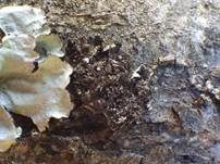 Graue Schwielenflechte, Foto 7