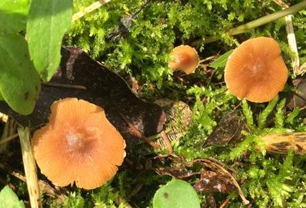 Bereifter Häubling, Foto 6