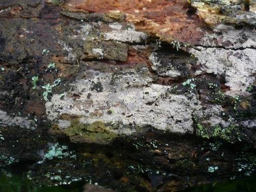 Graue Wachsrinde, Foto 3
