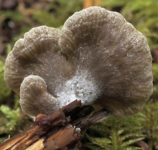 Grauer Adermoosling, Foto 3
