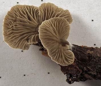 Grauer Adermoosling, Foto 4