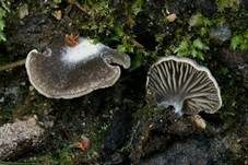 Grauer Adermoosling, Foto 6