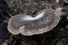 Grauer Adermoosling, Foto 8
