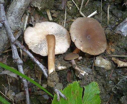 Grauer Gebirgsmilchling, Foto 2