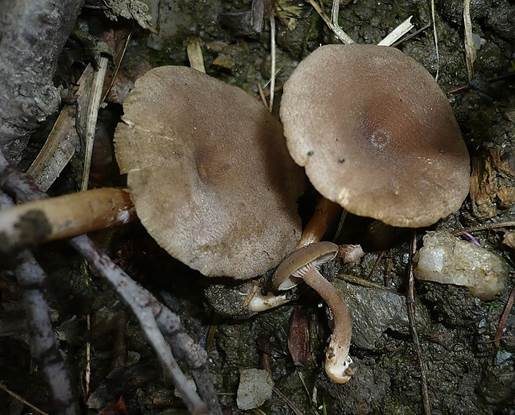 Grauer Gebirgsmilchling, Foto 3