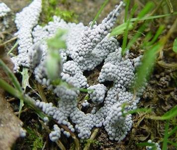 Grauer Grasschleimpilz, Foto 3