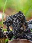 Grauer Grasschleimpilz, Foto 7