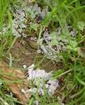 Grauer Grasschleimpilz, Foto 9
