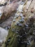 Grauer Grasschleimpilz, Foto 10