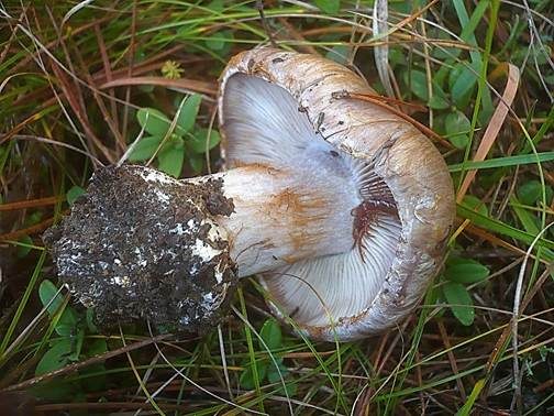 Grauer Klumpfuß, Foto 2