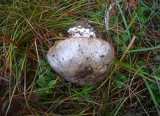 Grauer Klumpfuß, Foto 3