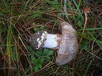 Grauer Klumpfuß, Foto 6