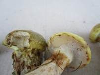Grauer Lärchenröhrling, Foto 9