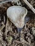 Grauer Muscheling, Foto 12