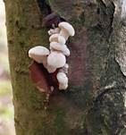 Grauer Muscheling, Foto 14