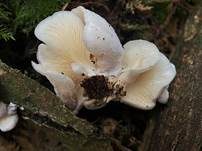 Grauer Muscheling, Foto 15