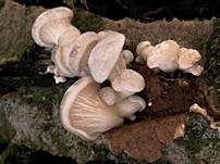 Grauer Muscheling, Foto 16
