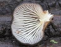 Grauer Muscheling, Foto 6
