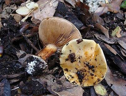 Bereifter Klumpfuß, Foto 2