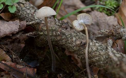 Grauer Nitrathelmling, Foto 2