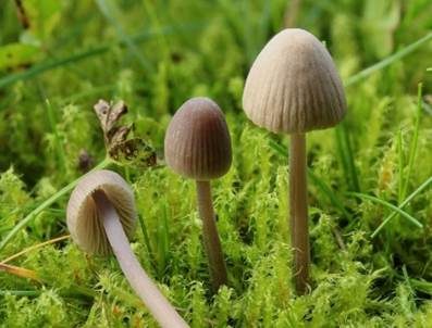 Grauer Nitrathelmling, Foto 3