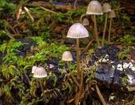 Grauer Nitrathelmling, Foto 14