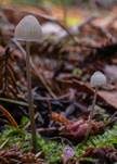 Grauer Nitrathelmling, Foto 15
