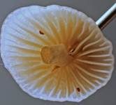 Grauer Nitrathelmling, Foto 16