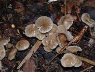 Grauer Nitrathelmling, Foto 19
