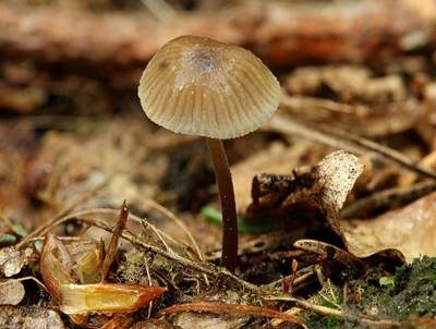 Grauer Nitrathelmling, Foto 4